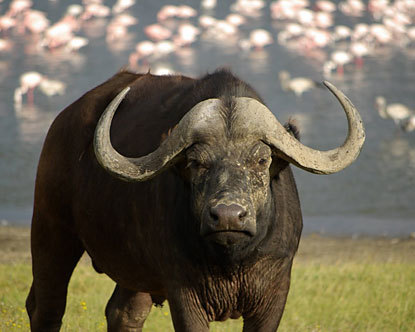 buffalo.jpg
