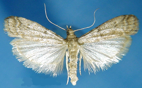 144-510a4ce5b23f7c55ab2fb74eb79a5363.gif