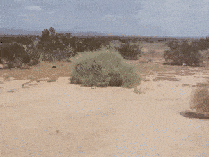 tumbleweed-gif-1.gif
