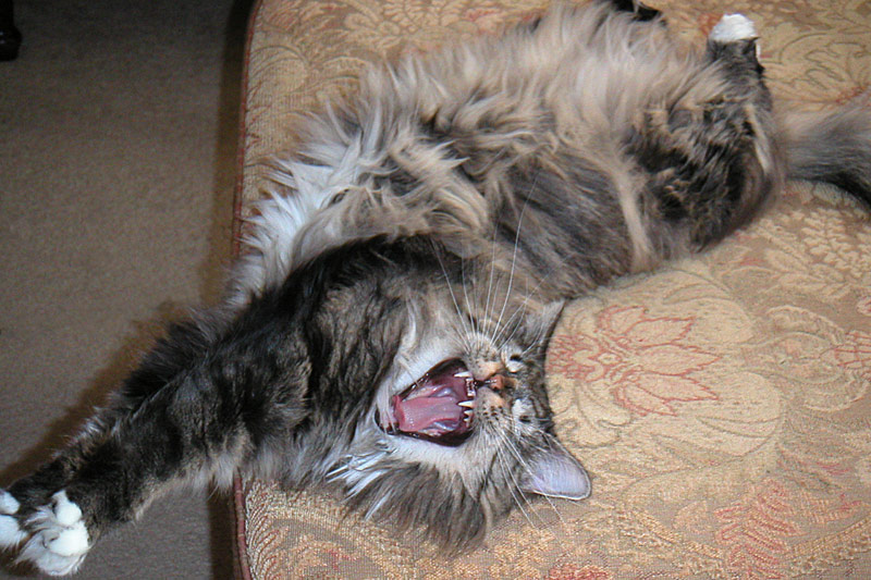 sophie_yawn.jpg