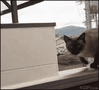 tumblr_lweezzYWrf1qdlh1io1_400.gif