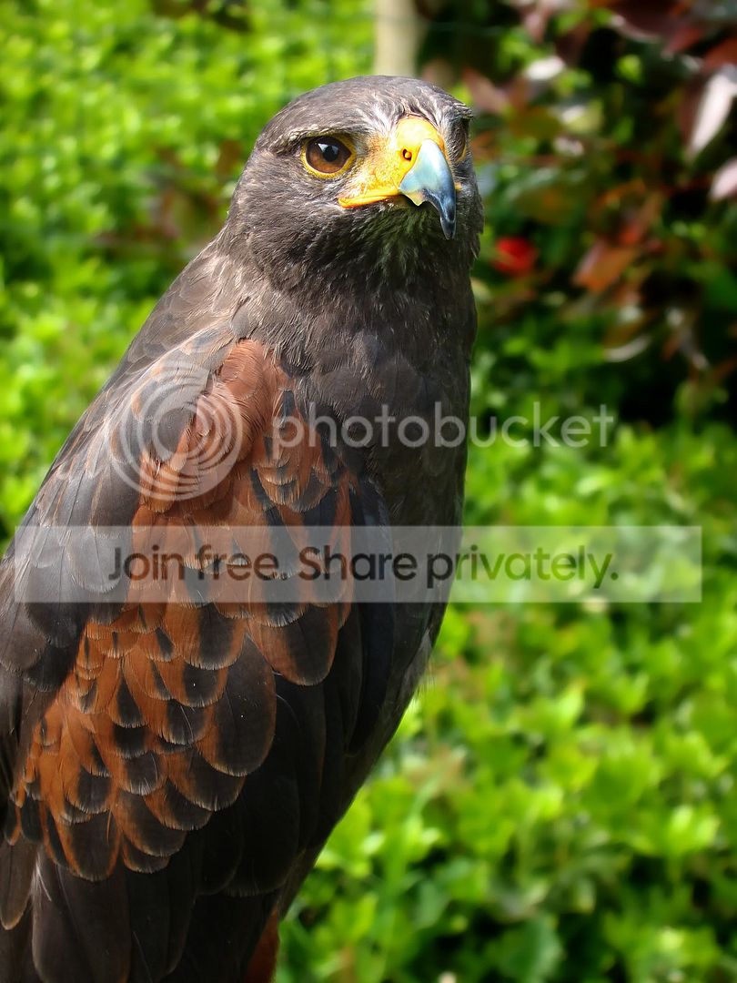 Harris_Hawk_VI_by_Isje-1.jpg