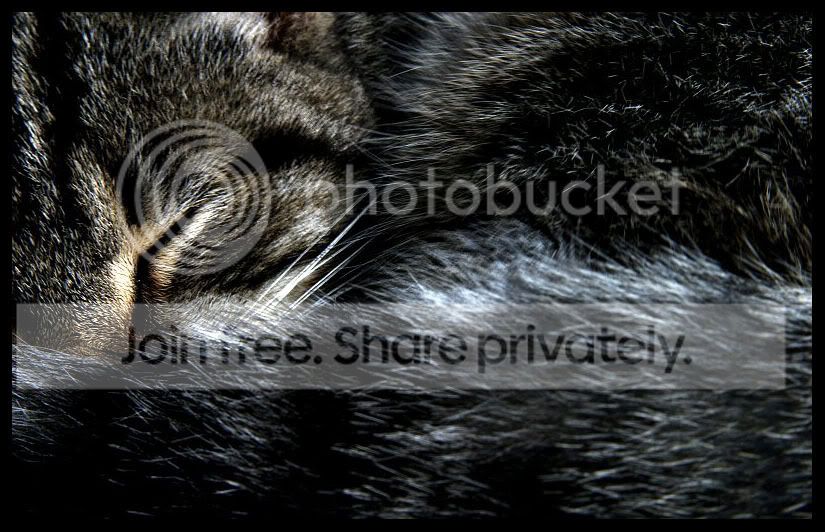 sized_Lepetitechat21.jpg