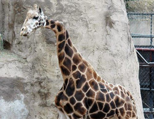 animals_03.jpg