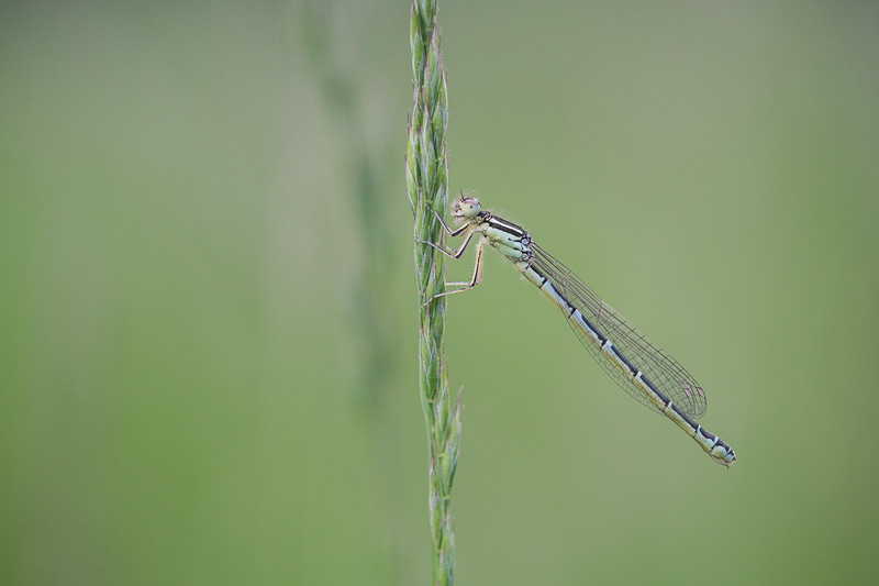 DSCF2875-L.jpg