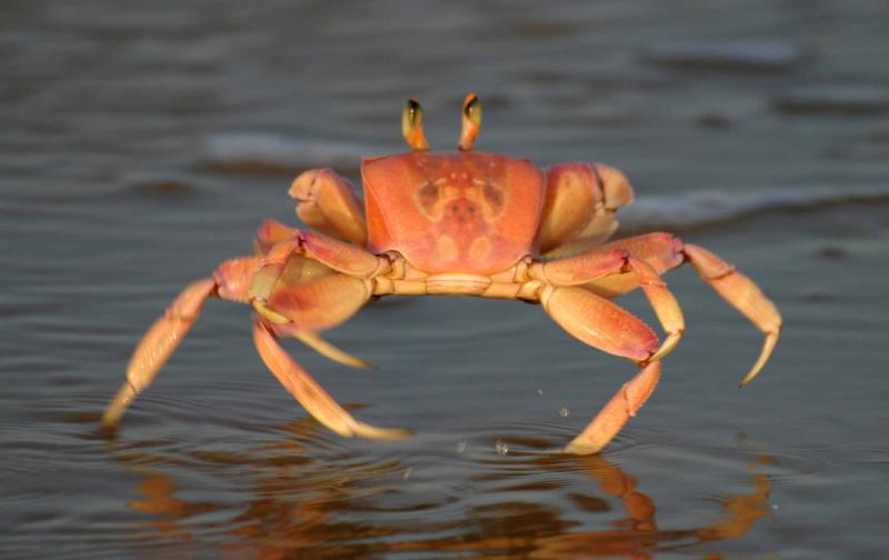 crab1.jpg