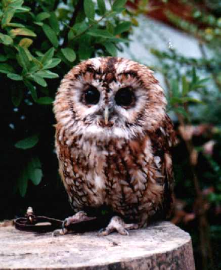 eric_john_bird.jpg