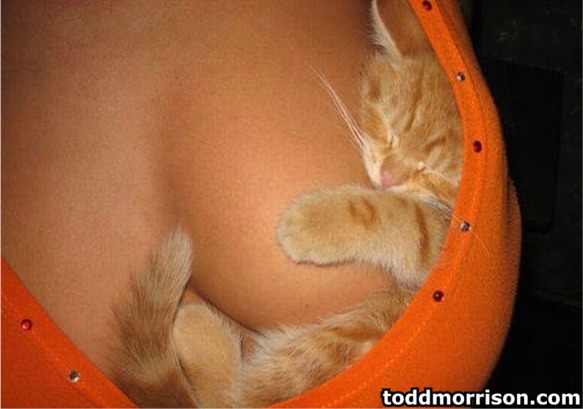 cat_bra.jpg