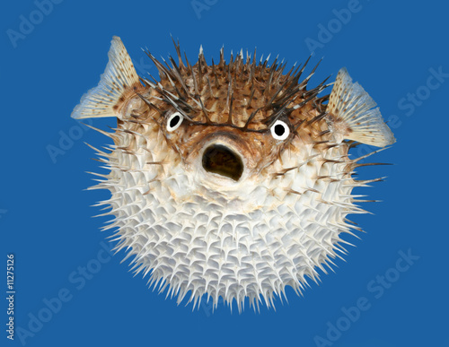 500_F_11275126_b8DBGNO0oCHEORiXXKXuHBy86zzHqcBI.jpg