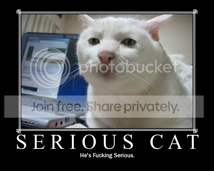 serious-cat.jpg