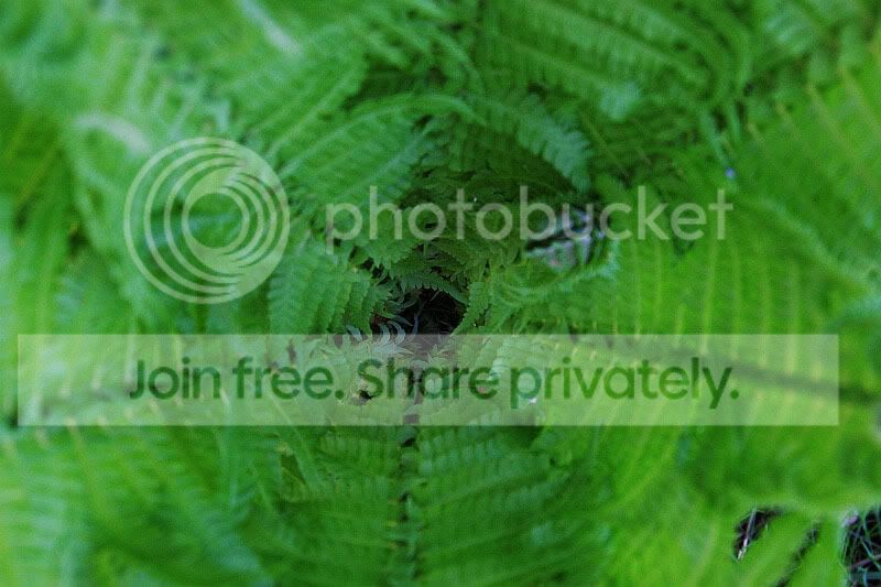 Plant2.jpg