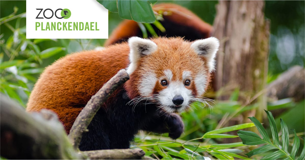 www.zooplanckendael.be