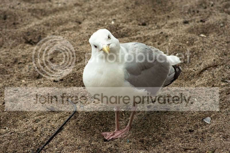 vogel1.jpg