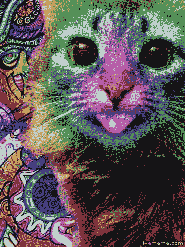 tumblr_m6q0c75QHP1r19i4ro1_400.gif