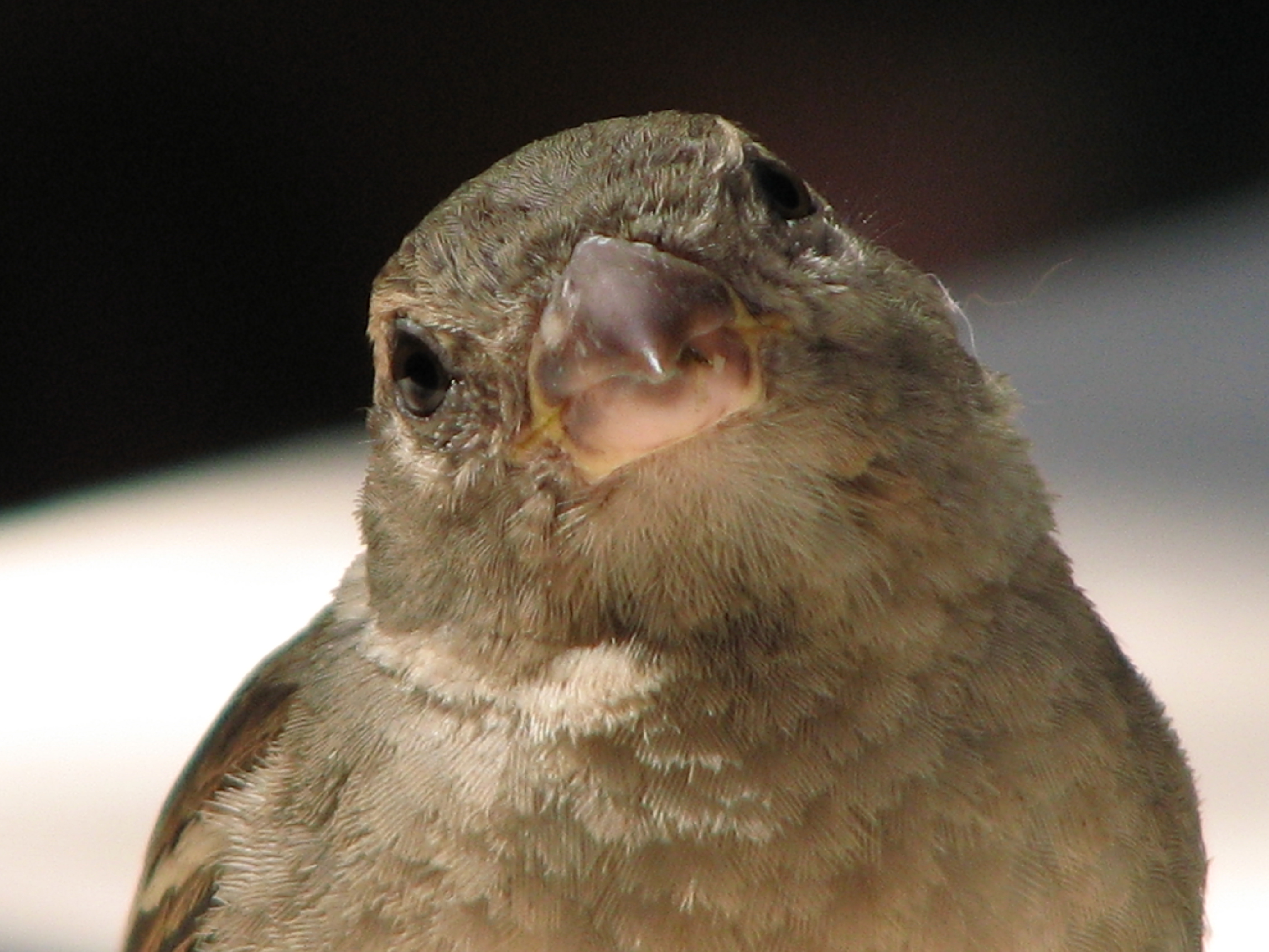 Passer-domesticus-sparrow-female-closeup-0b.jpg