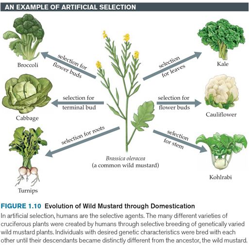 wild-mustard.jpg