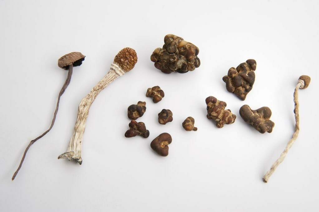 paddos-truffels.jpg