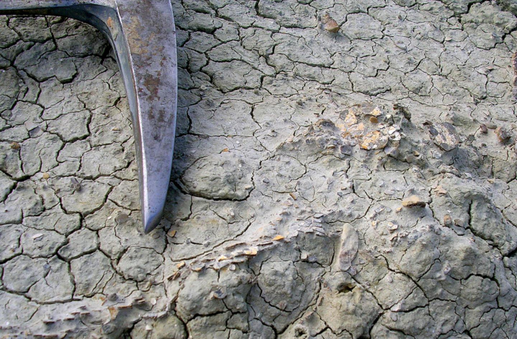 www.scientias.nl