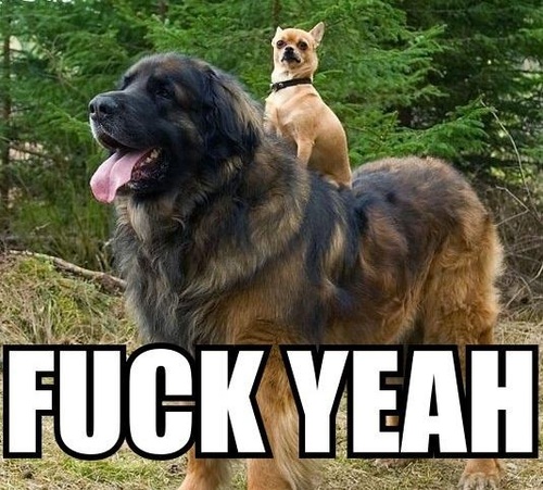 fuck-yeah-big-dog-little-1296842203V.jpg