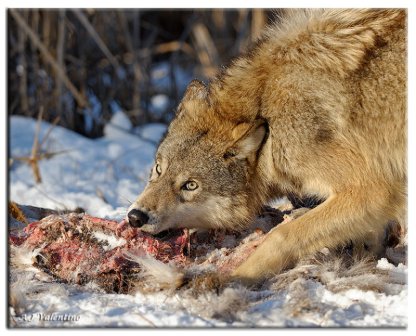 Wolf+Eating.jpg