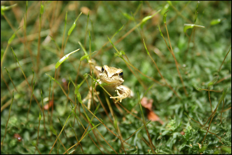 Little_Frog_by_JtOrFs.jpg