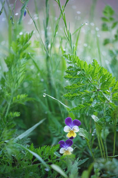 DSCF2516-L.jpg