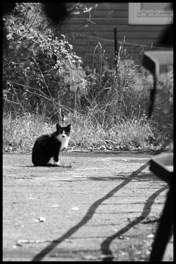 Black_kitten_by_JtOrFs.jpg