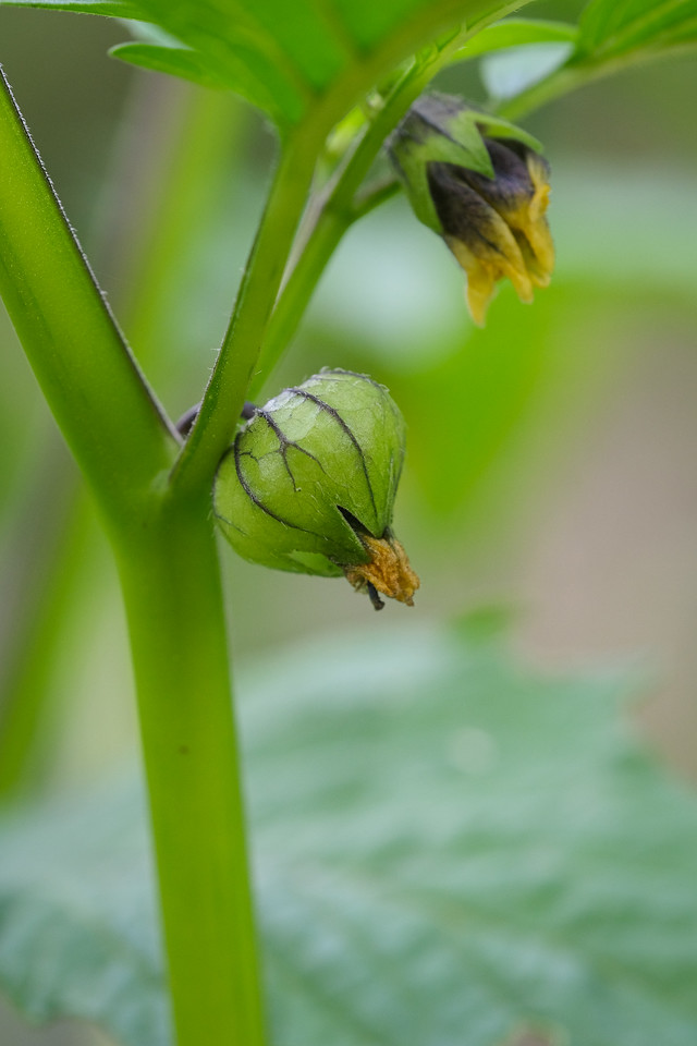 DSCF7386-X2.jpg