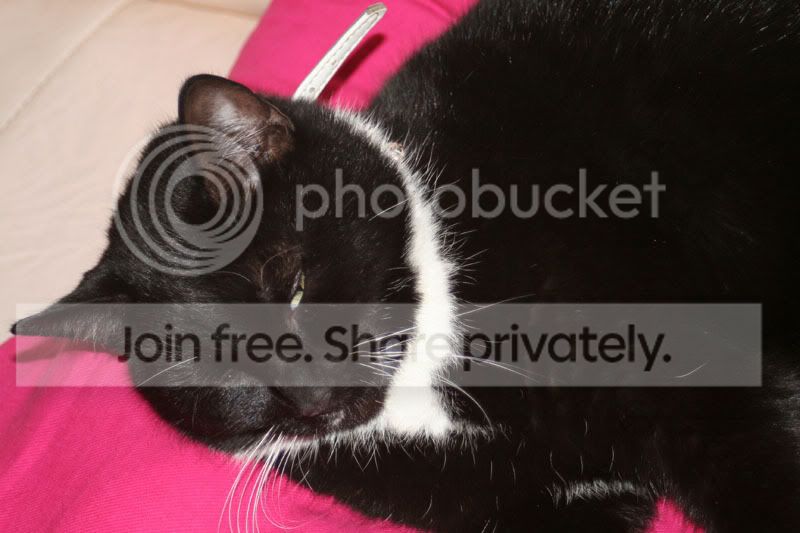 poes01.jpg