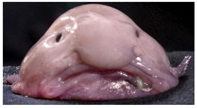 blobfish.png