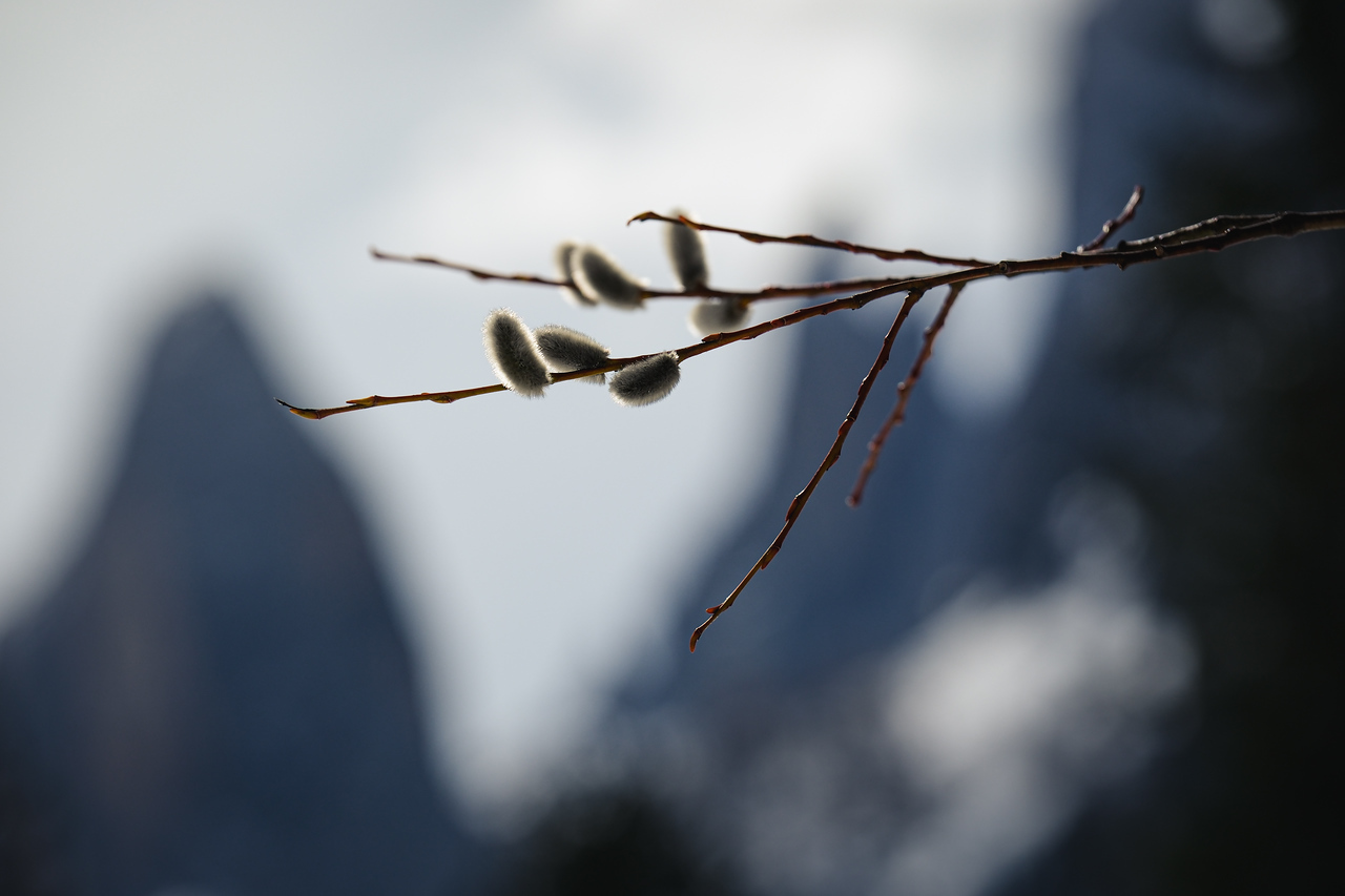 DSCF6766-X2.jpg