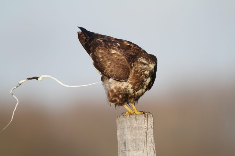 Poepende-Buizerd-2-768x512.jpg