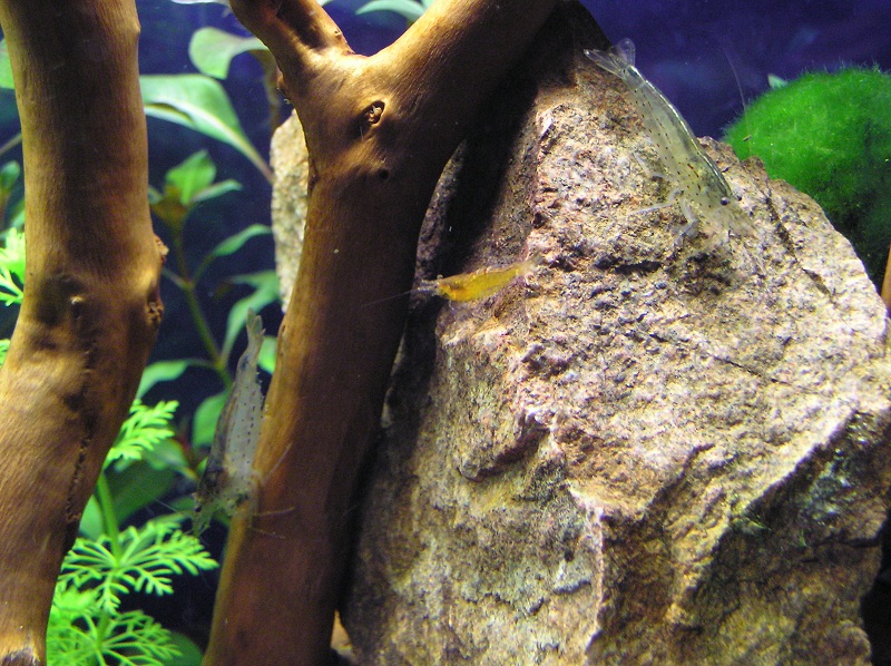 shrimp5.jpg