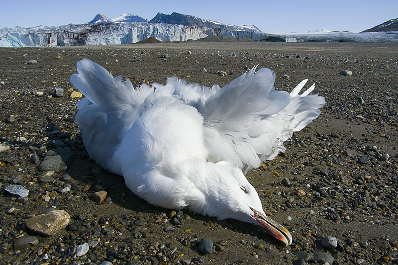 gull_dead.jpg