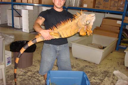 30216beast_iguana.jpg