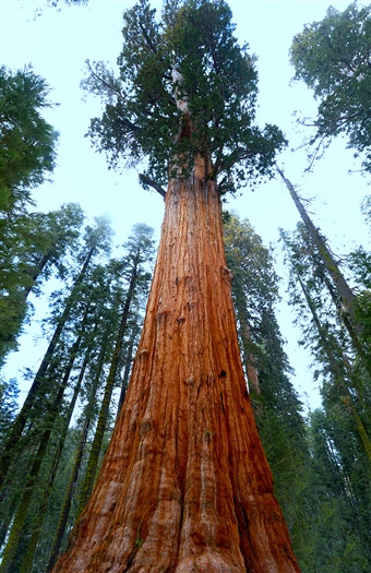SequoiaReus.jpg