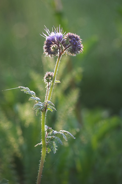 DSCF2523-L.jpg